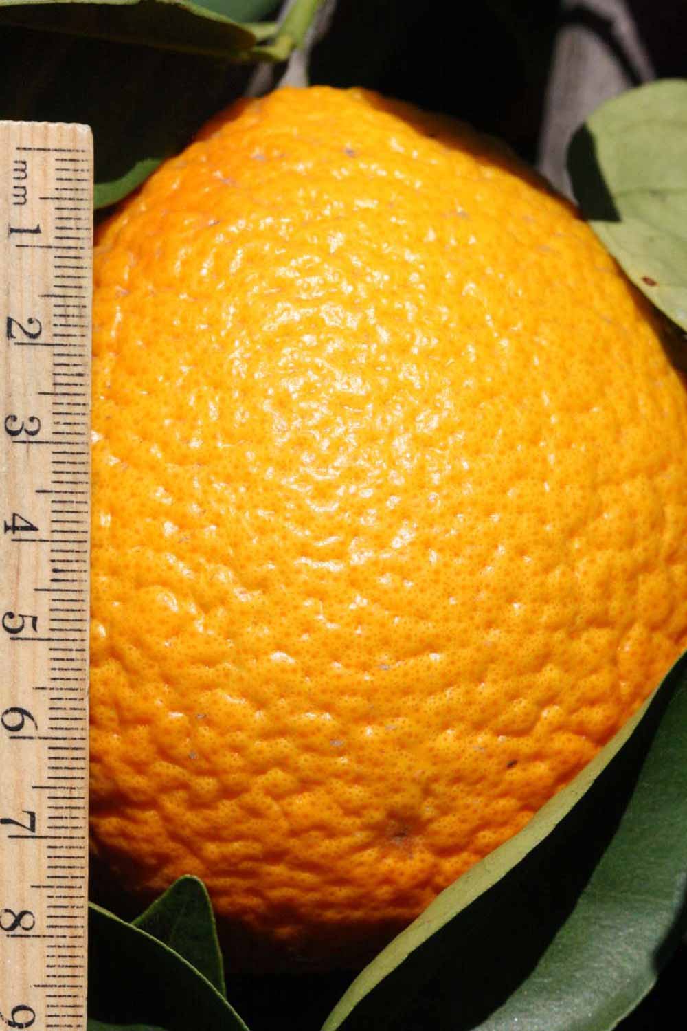              Fruit (Riverside, CA)       